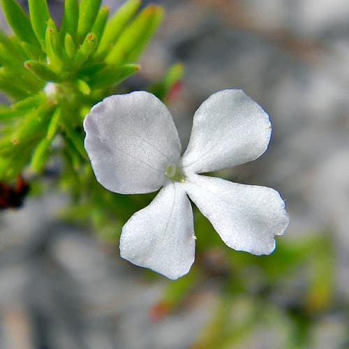 Rough Hedgehyssop