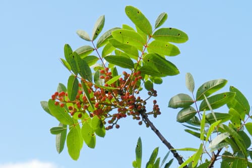 terebinth