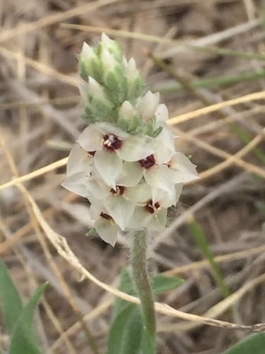 Heller's Plantain