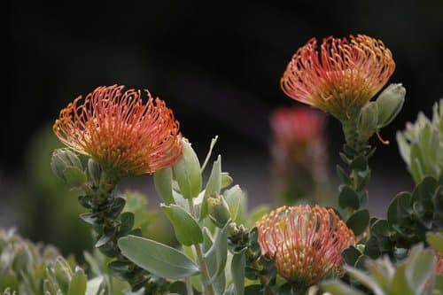 The Pincushion