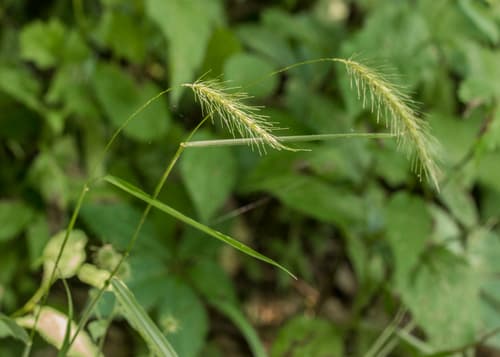 Silky Wild Rye