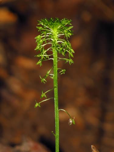 Green Adder's-mouth Orchid
