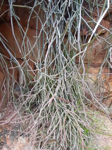 Caustic Vine