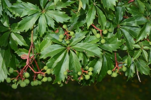 Sevenleaf Creeper