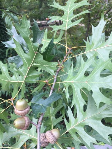 Shumard oak