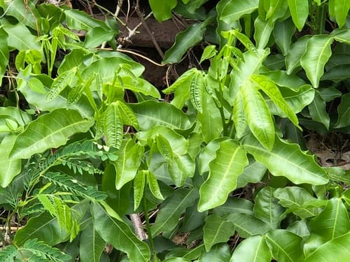 Genip