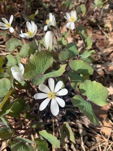 Twinleaf