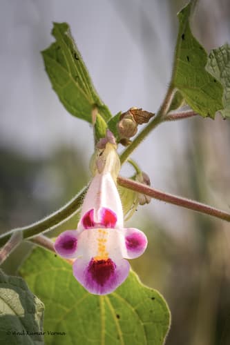 Cat's Claw Flower