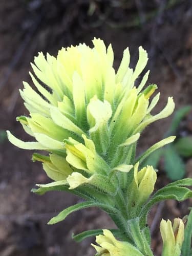 Wight's Paintbrush