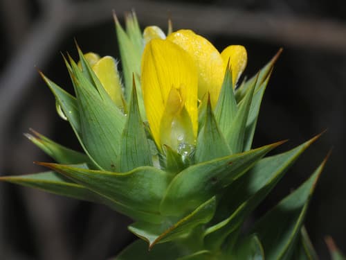 Heart Capegorse
