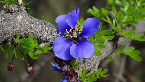 Guayacan Bonsai