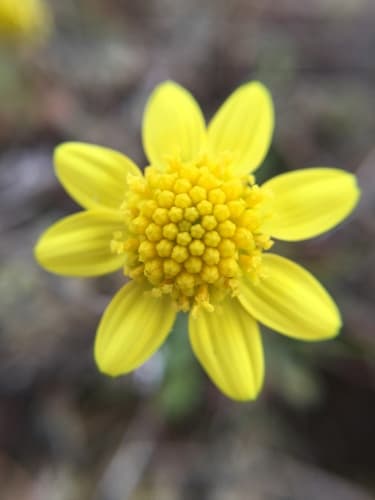 spring gold