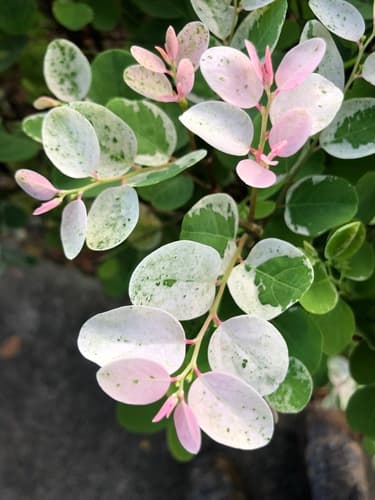 Snowbush
