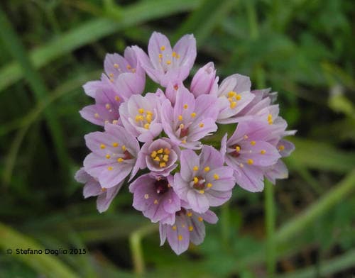 Rosy Garlic
