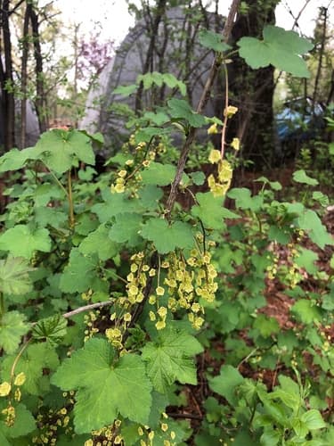 Red Currant