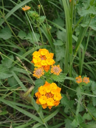 Texas Lantana