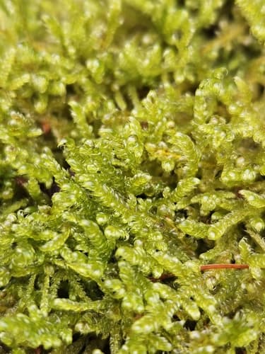 Heath Plait-moss