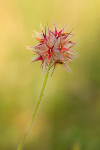 Star Clover