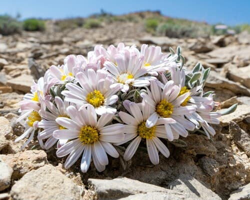 Hoary Townsend Daisy