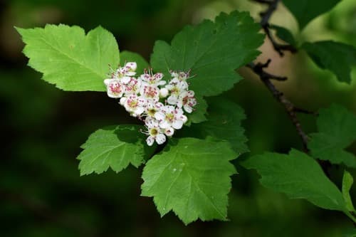 Red Hawthorn