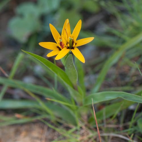 Beetle Lily