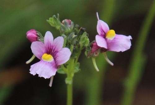 Grassveld Lionface (Flowering Plant)