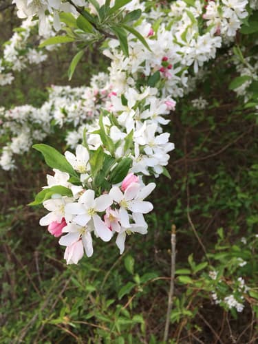 Hupeh Crabapple