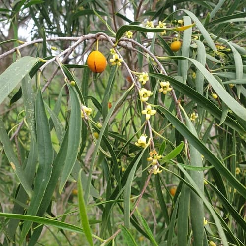 Native apricot