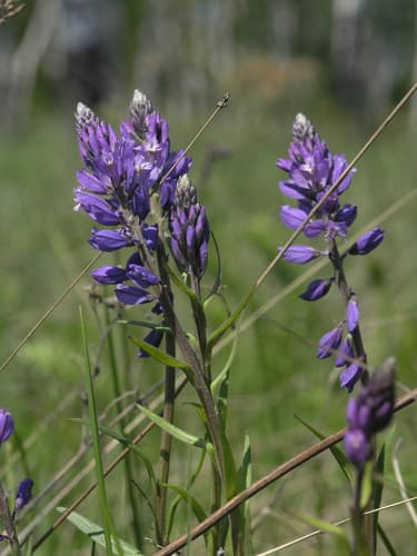 Polygala hybrida Wild Plant