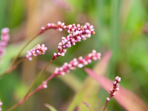 Slender Knotweed