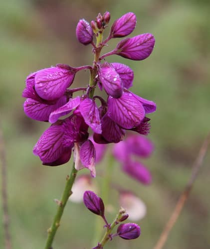 Purple Broom