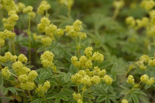 Alpine Lady's-mantle