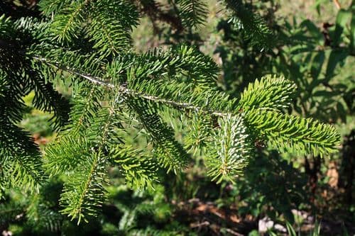 Caucasian Fir Bonsai