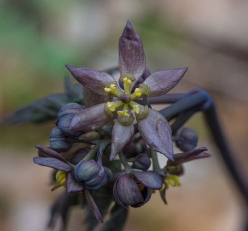 Early Blue Cohosh