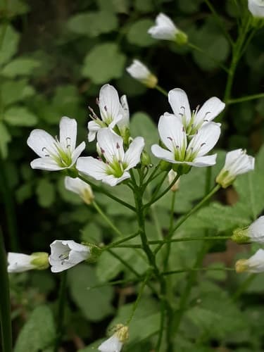 Large Bittercress