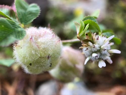 woolly clover