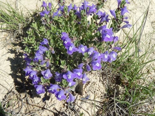 Wright's Skullcap Bonsai