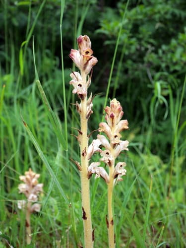Clove-scented Broomrape Bonsai