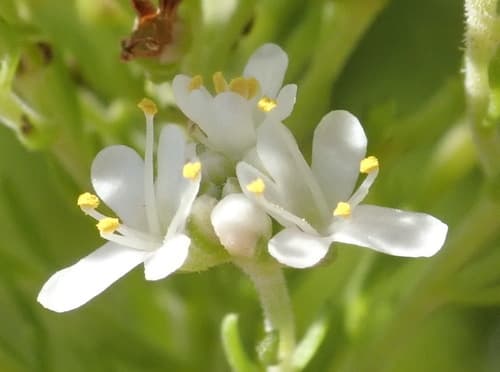 Stiff Bitterbush Flower