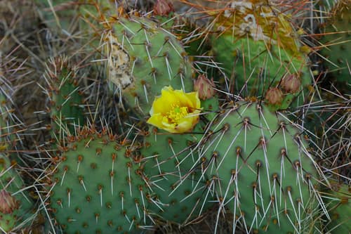 Brown-spined Pricklypear