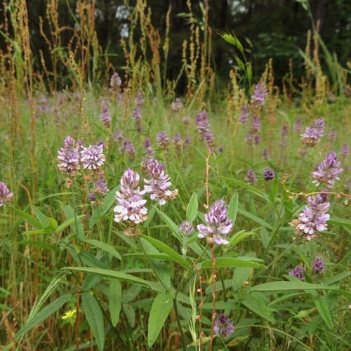 Sampson's Snakeroot