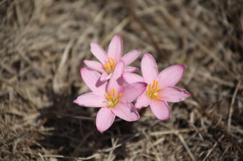 Foster's zephyrlily
