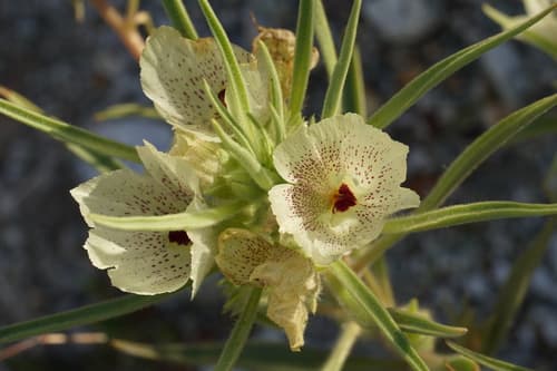 Ghost Flower