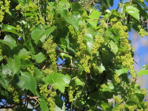Canyon Wild Grape Bonsai