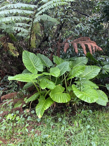Cunjevoi Plant