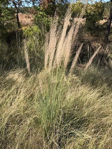 Lindheimer muhly
