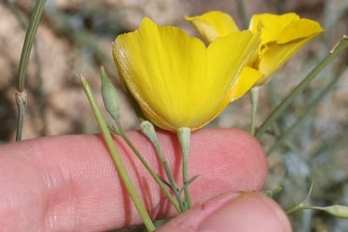 goldpoppy