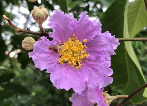 Giant Crepe-myrtle