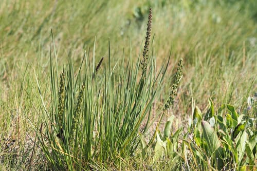 Common Arrowgrass Bonsai