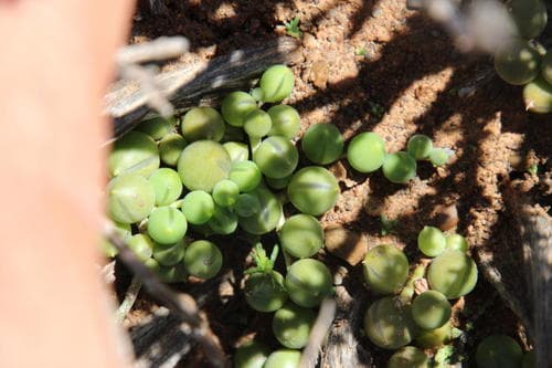 String-of-beads